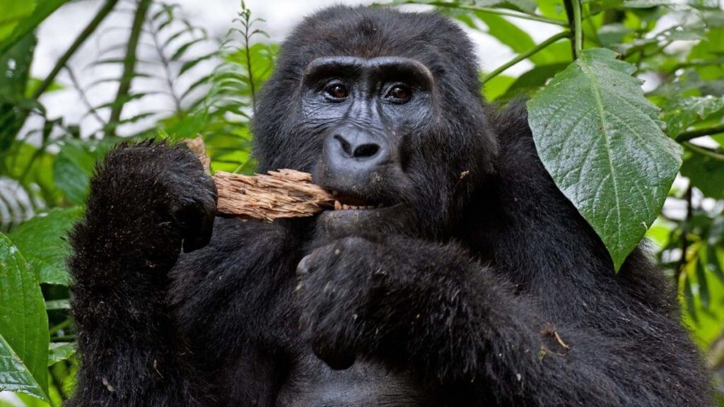 gorilla trekking rwanda, car hire for gorilla trekking, car rental for gorilla trekking