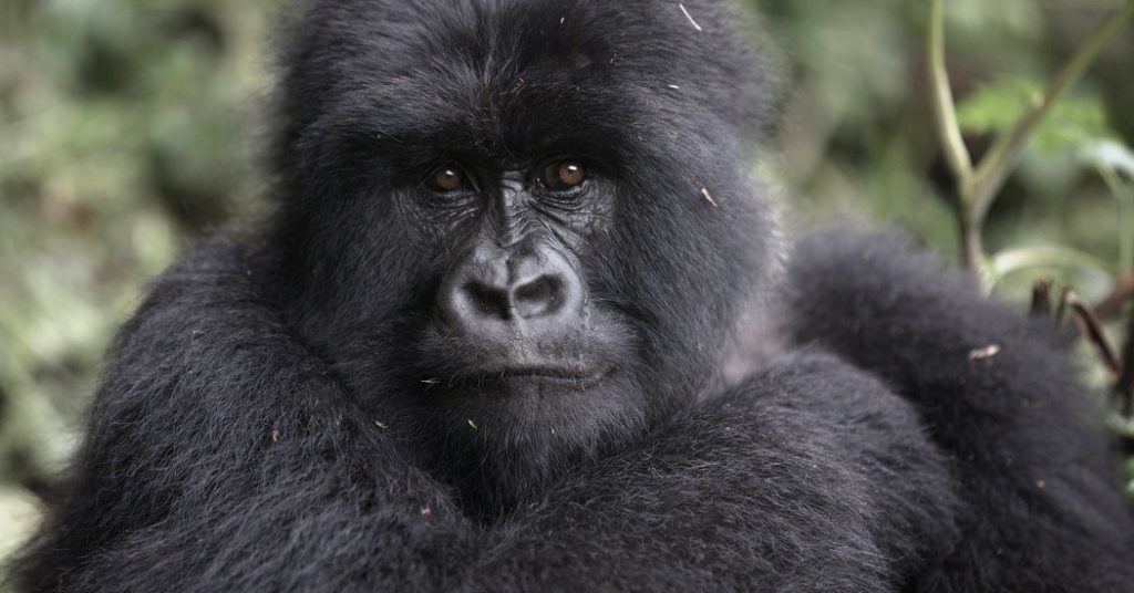 Car Rental Rwanda for Kwita Izina, Car Rental Rwanda for gorilla naming ceremony, Car Rental Rwanda for gorilla trekking, Car Rental Rwanda for volcanoes national park safari, Car Rental Rwanda to volcanoes national park