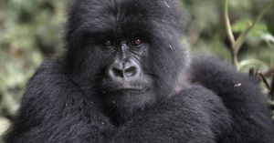 Car Rental Rwanda for Kwita Izina, Car Rental Rwanda for gorilla naming ceremony, Car Rental Rwanda for gorilla trekking, Car Rental Rwanda for volcanoes national park safari, Car Rental Rwanda to volcanoes national park