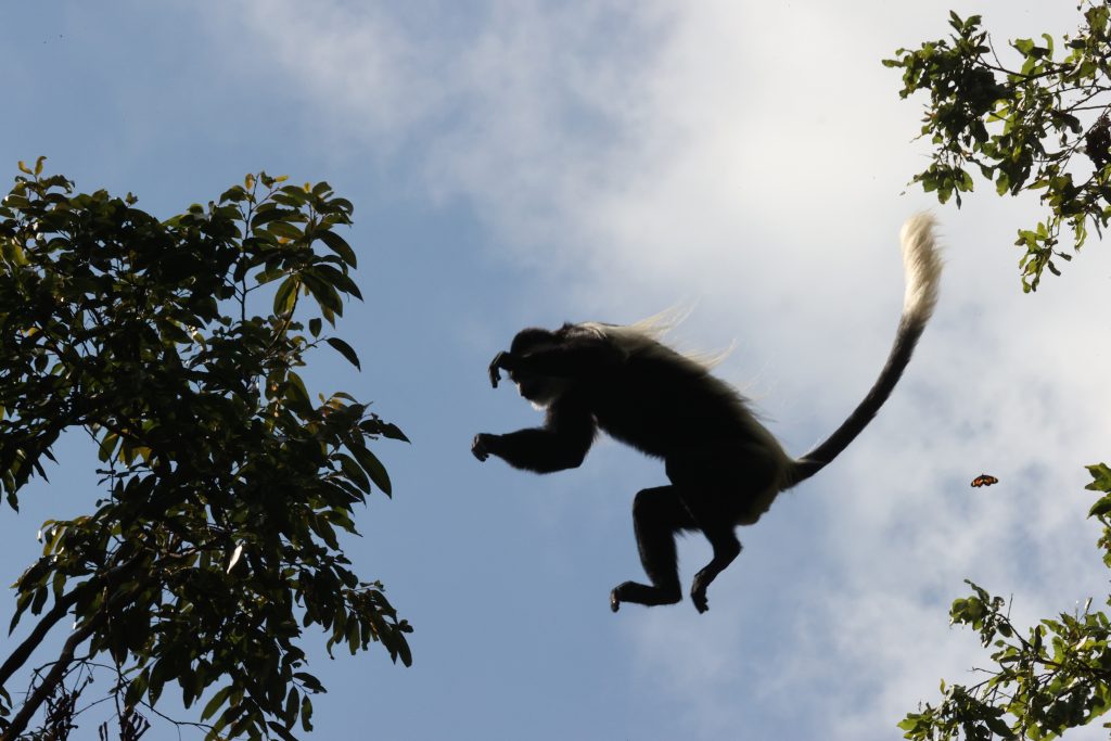 Toyota RAV4 car hire for Nyungwe National Park safari