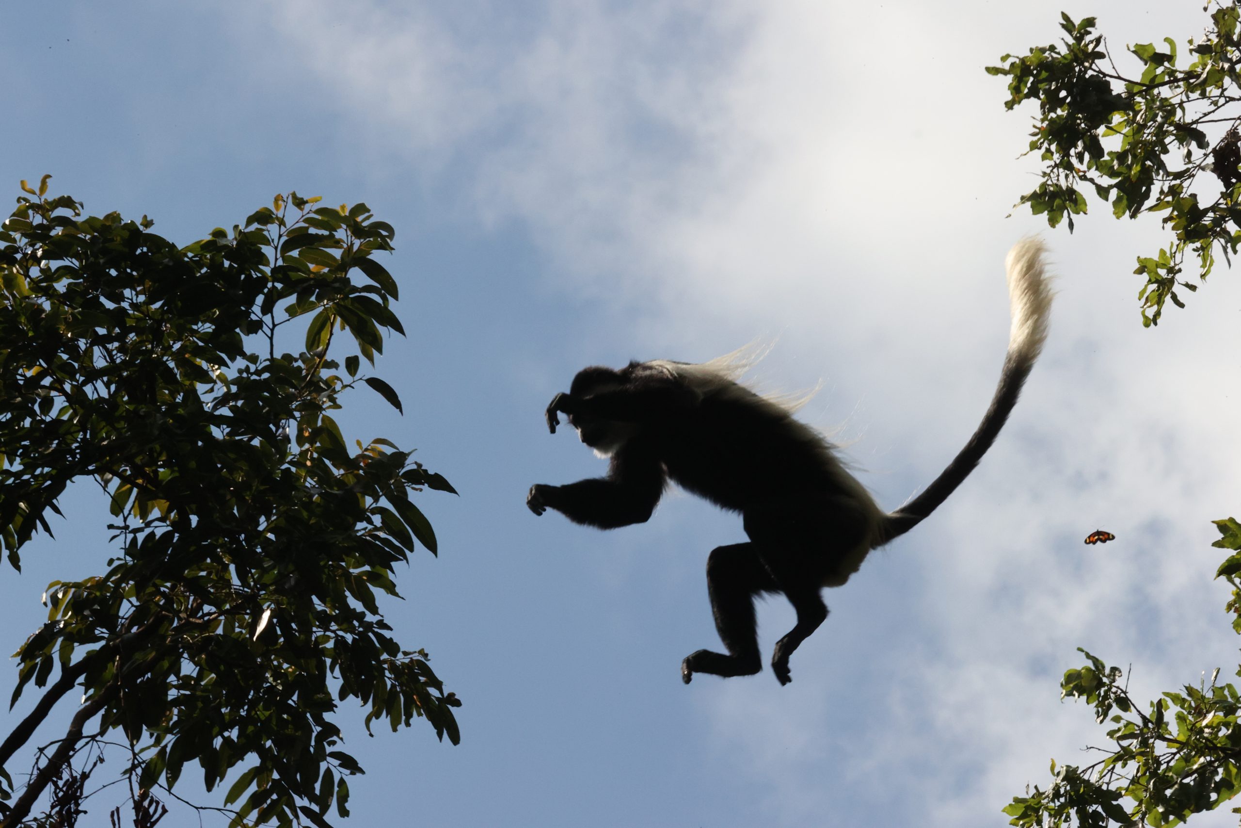 Toyota RAV4 car hire for Nyungwe National Park safari