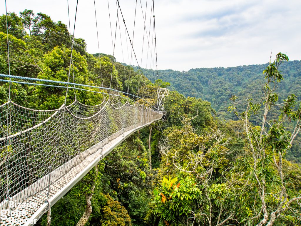 Nyungwe National Park car hire for canopy walk
