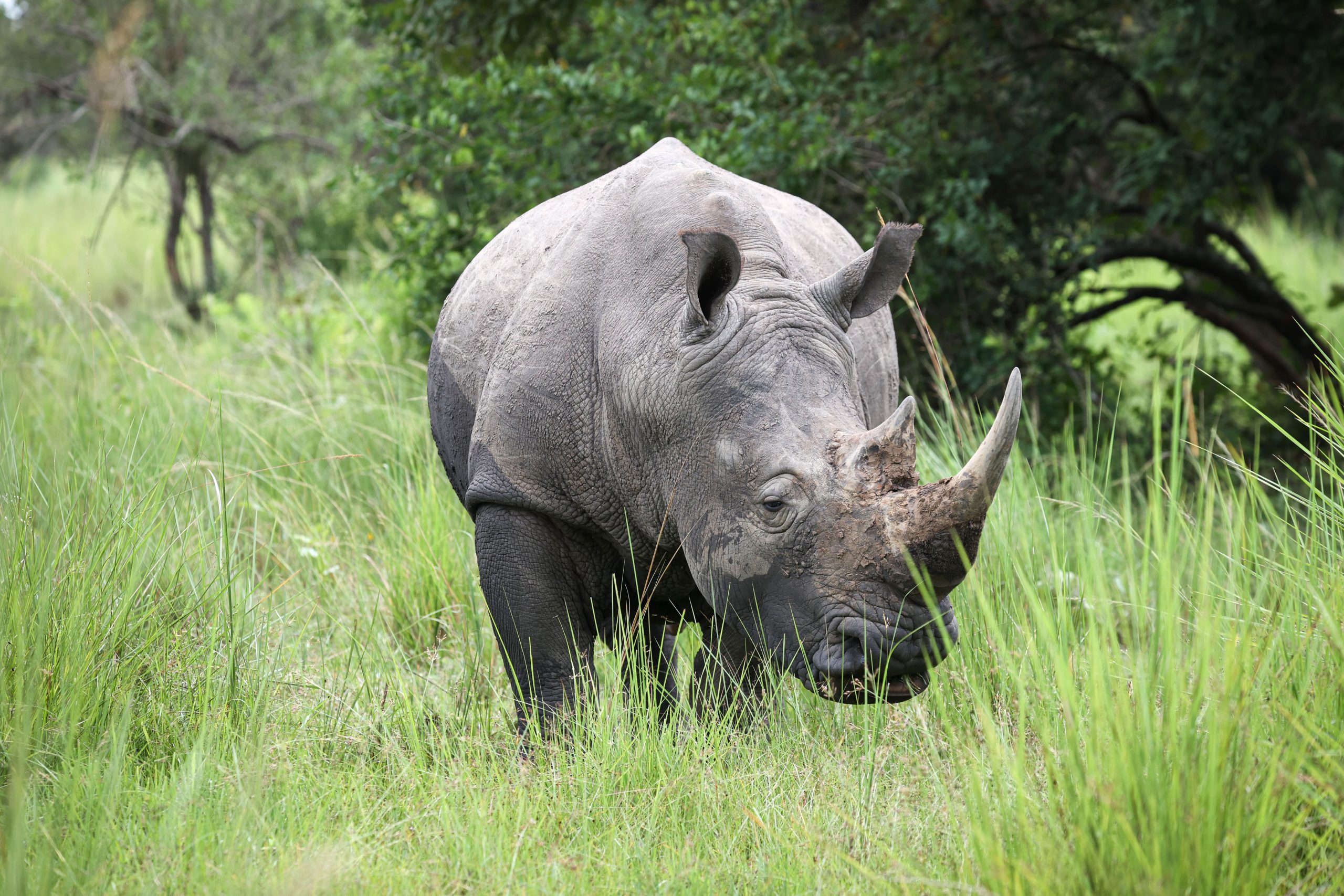 Akagera safari vehicle hire with driver-guide