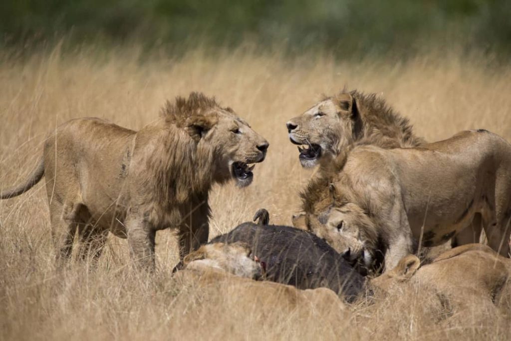 Rwanda car rental services for Akagera safaris,Family-friendly car hire to Akagera National Park