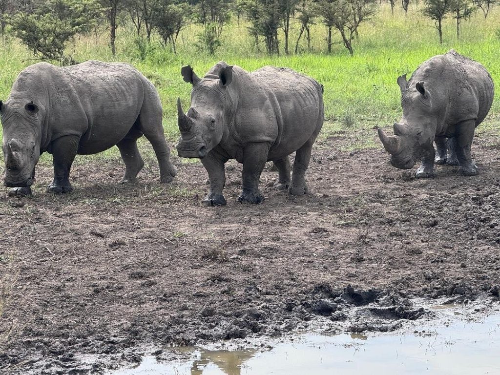 Self-drive car hire to Akagera National Park Rwanda