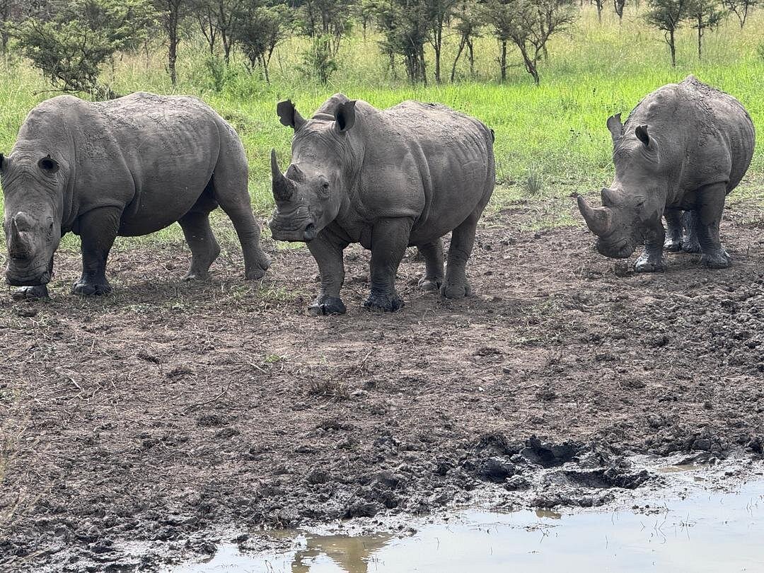 Self-drive car hire to Akagera National Park Rwanda