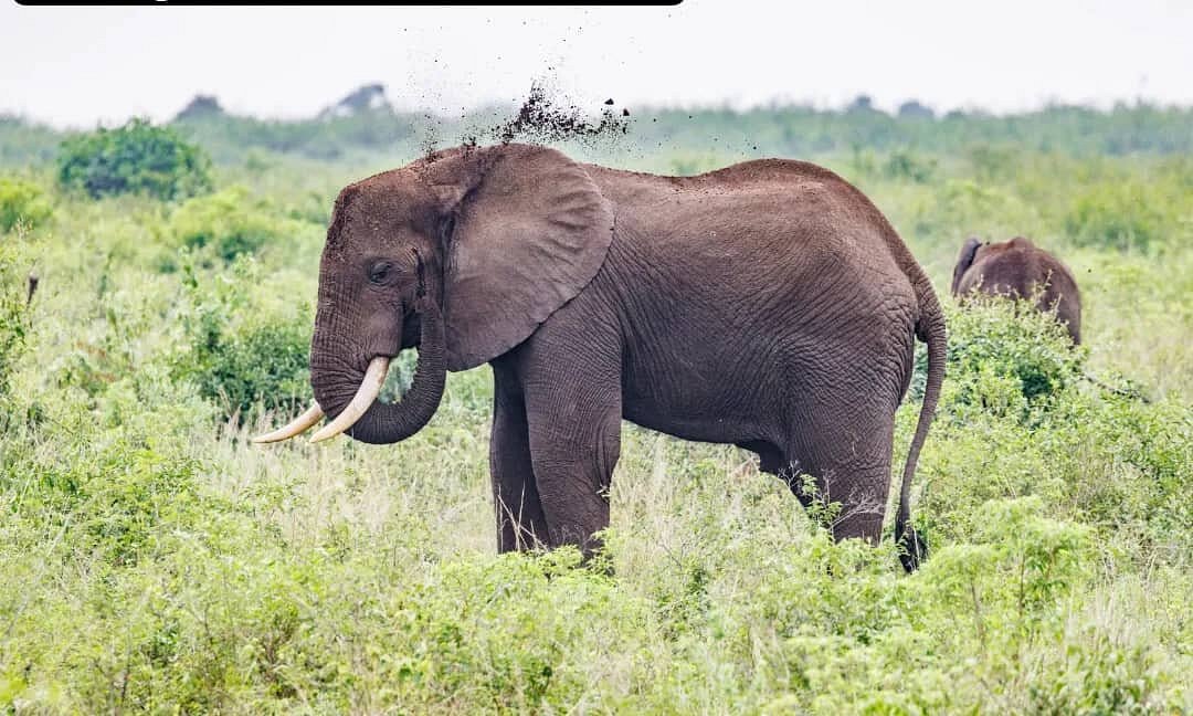 Private car hire to Akagera National Park from Kigali Airport