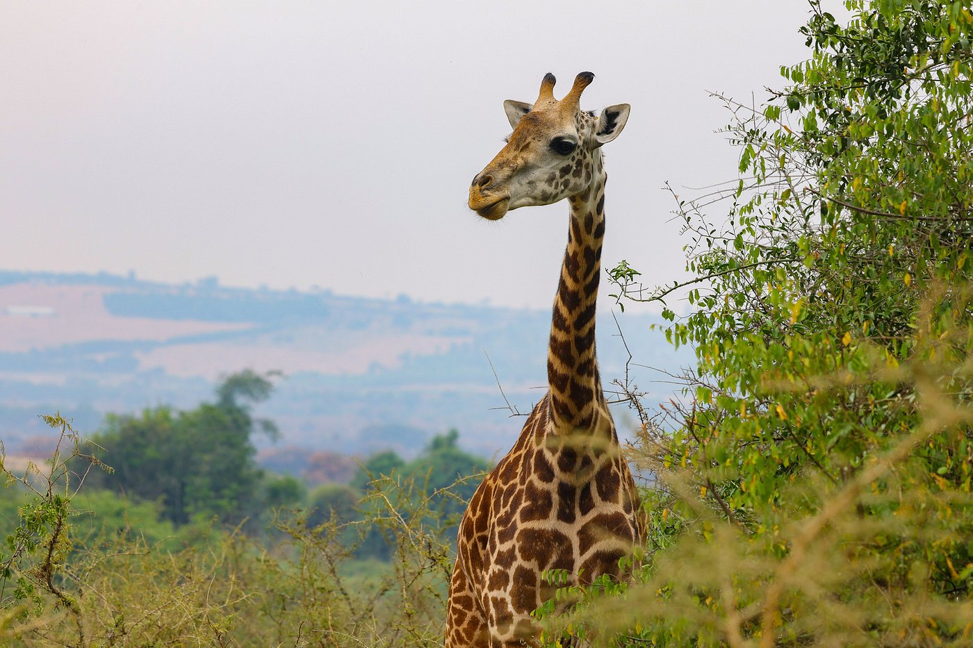 Rent a car with driver to Akagera National Park