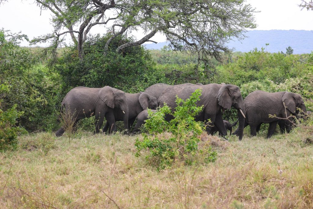 Car hire for full-day game drive in Akagera National Park