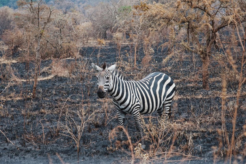 Budget 4x4 rental to Akagera National Park Rwanda