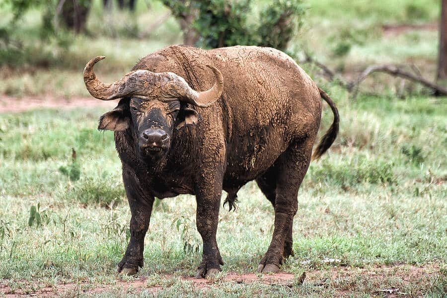 Akagera National Park car hire for game drives