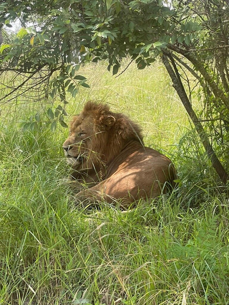 Akagera safari vehicle hire with driver-guide