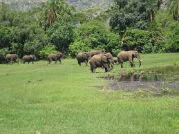 Affordable car hire to Akagera National Park