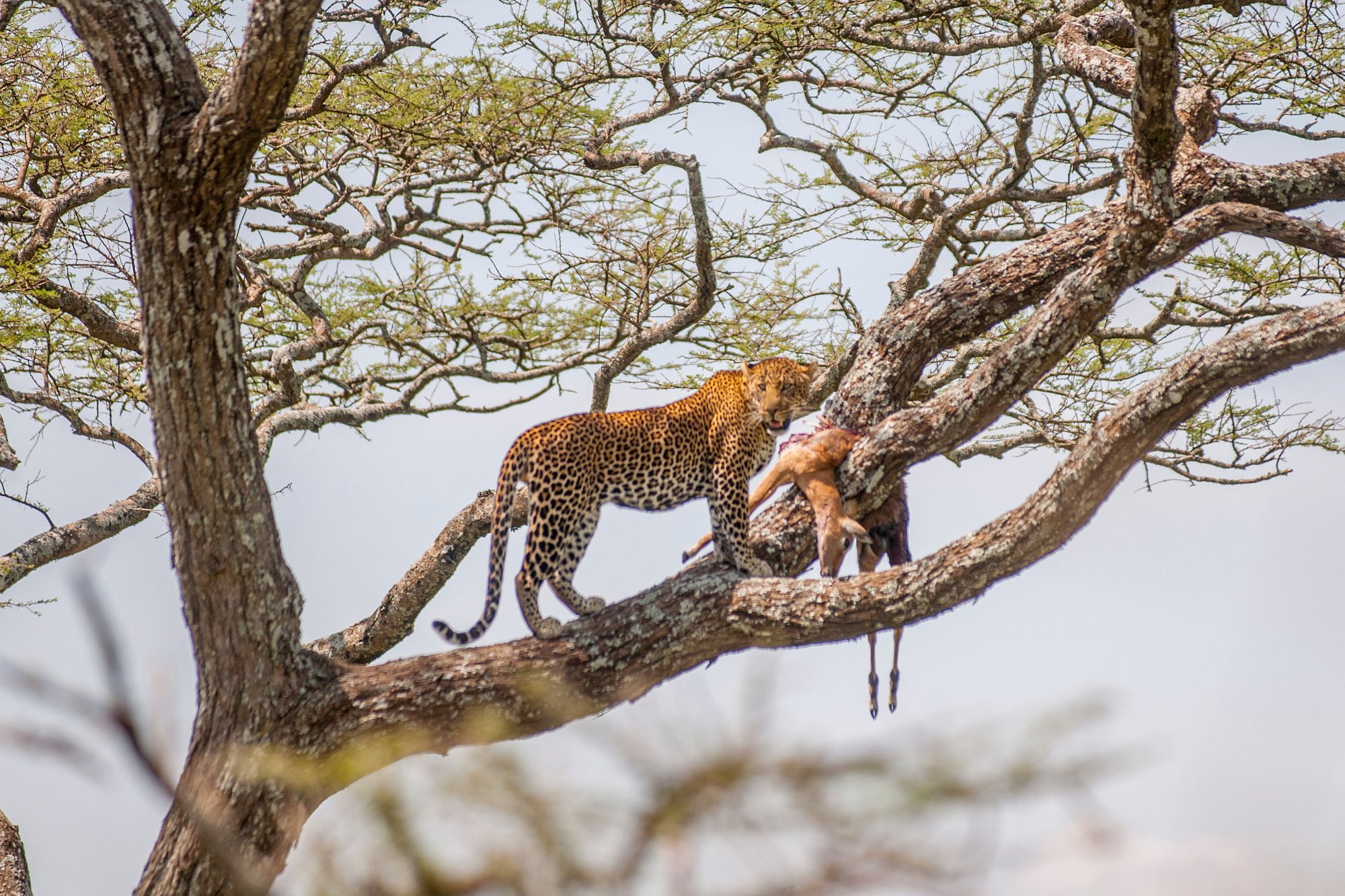 Driver-guided car rental to Akagera National Park