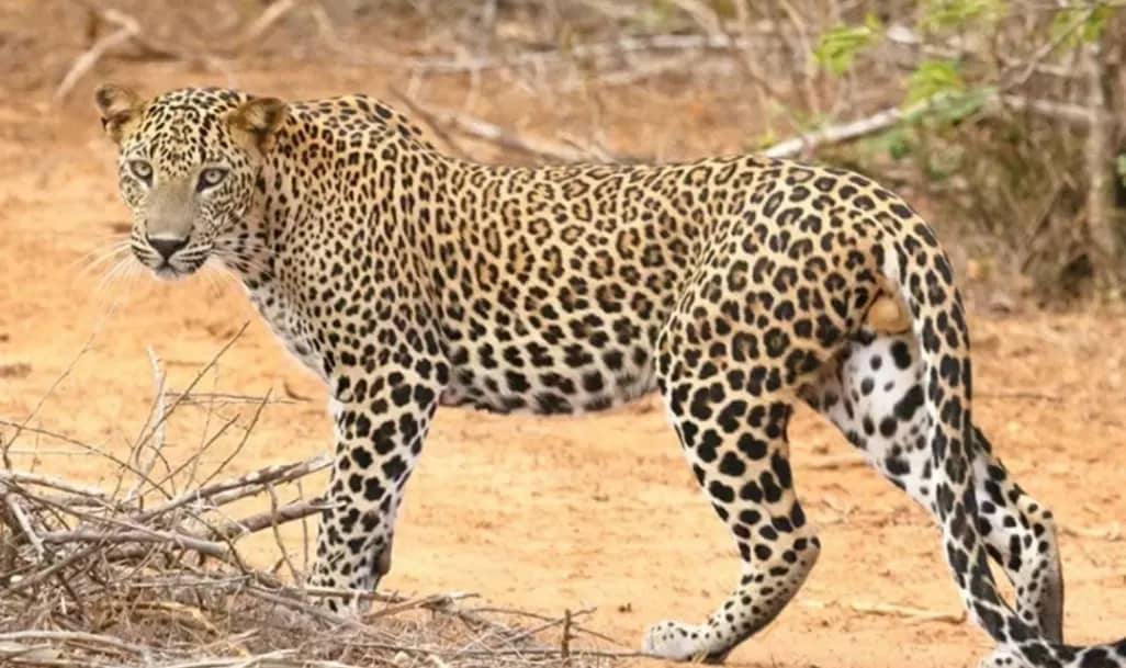 Luxury car hire for Akagera National Park safari