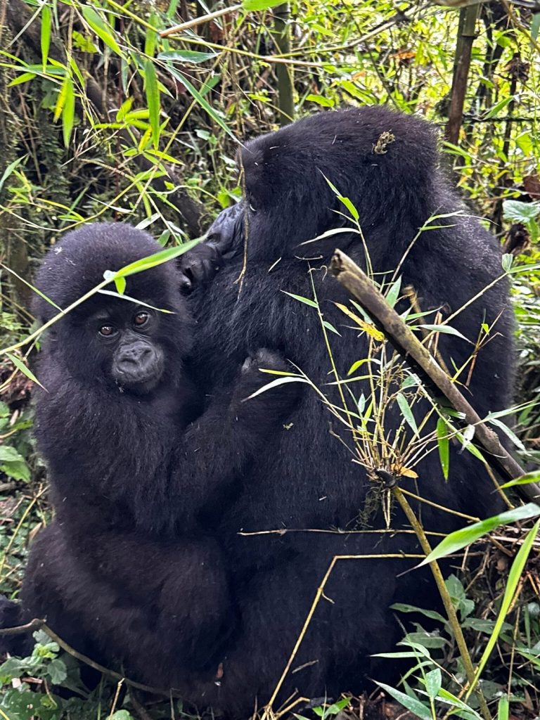 4x4 safari vehicle hire for Volcanoes National Park gorilla tours