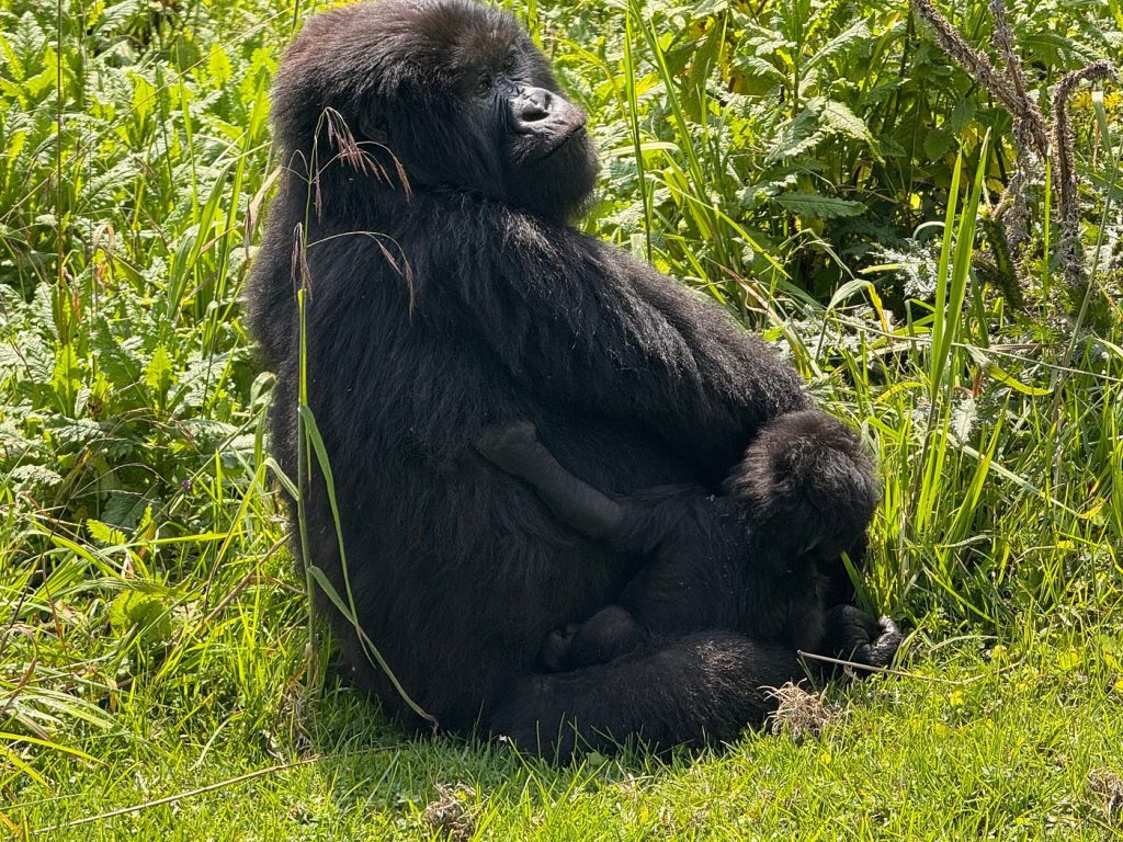 Car hire for gorilla trekking in Volcanoes National Park
