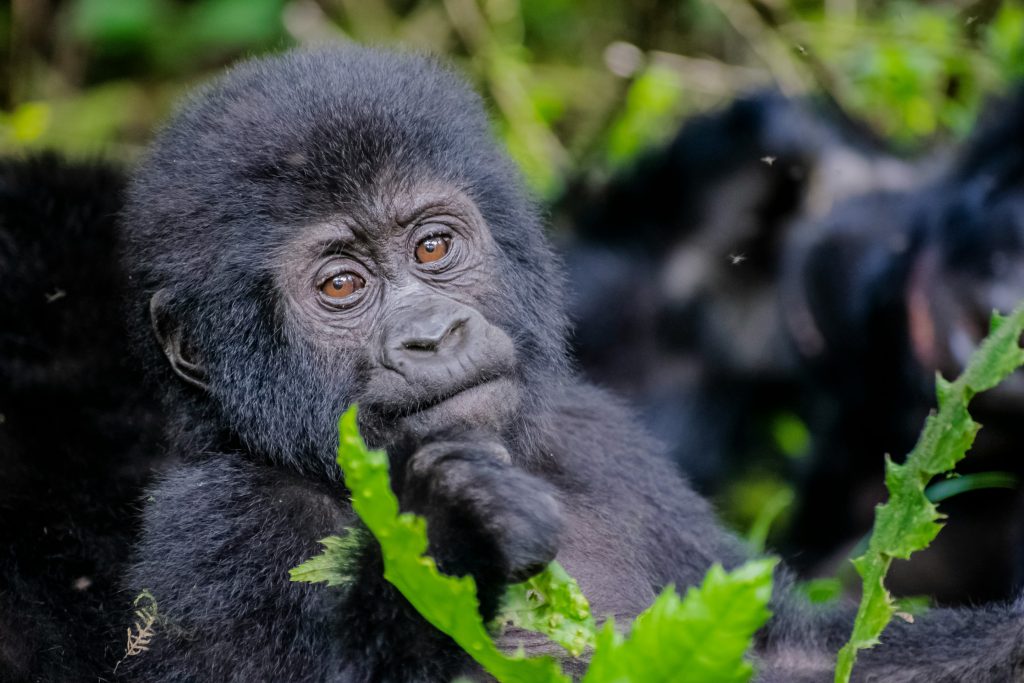 Affordable safari car hire in East Africa