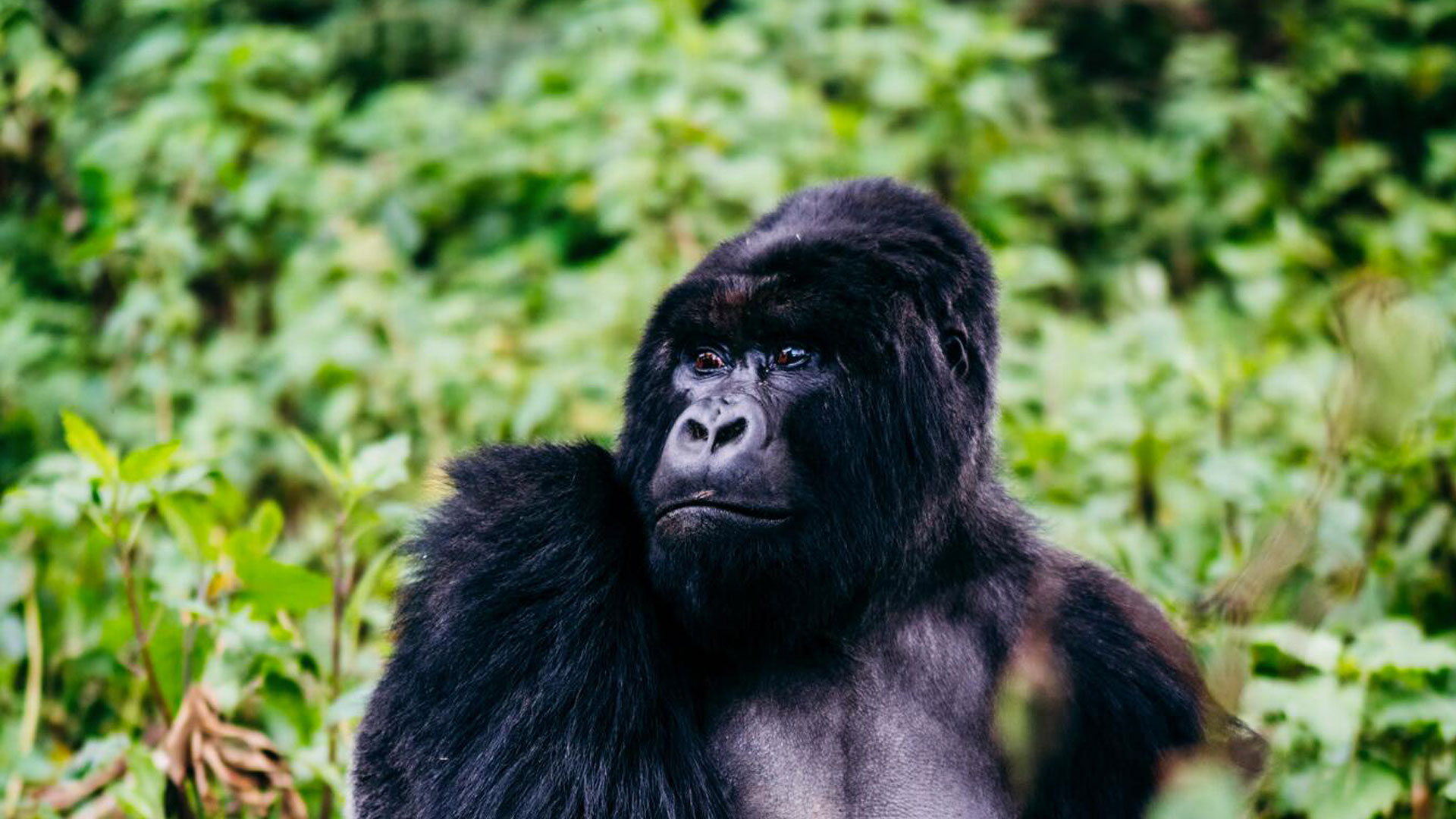 Affordable car rental to Volcanoes National Park