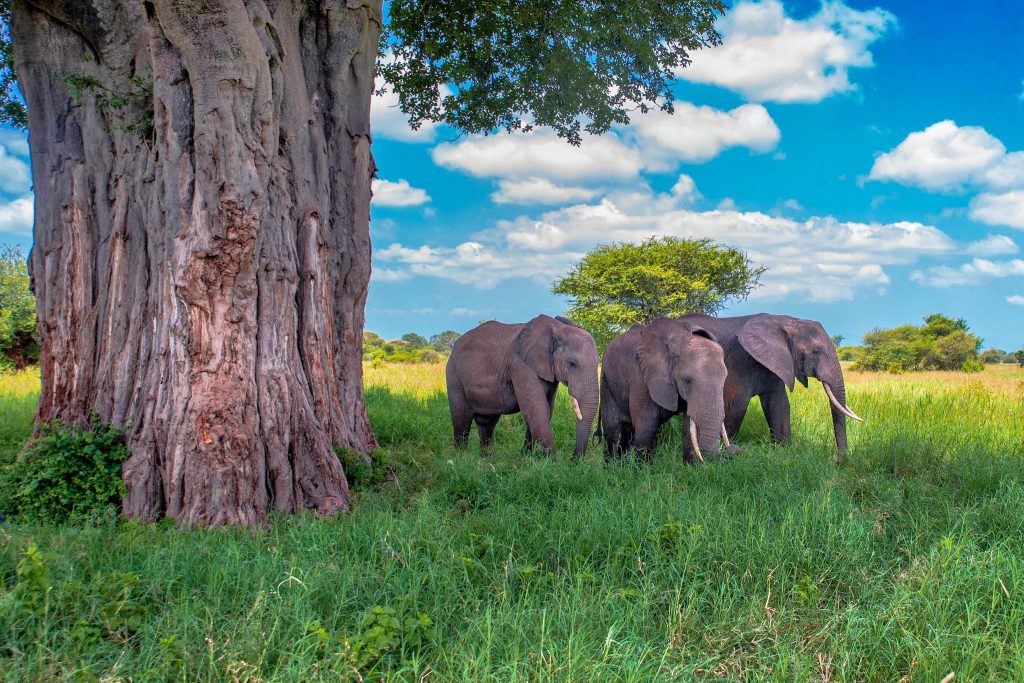 Budget 4x4 car hire to Uganda