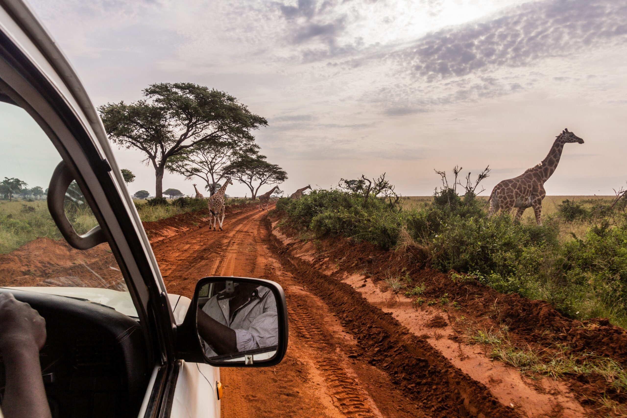 Driver-guided car rental to Uganda National Parks